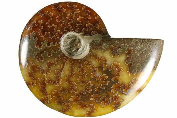 Polished Ammonite (Cleoniceras) Fossil - Madagascar #185297